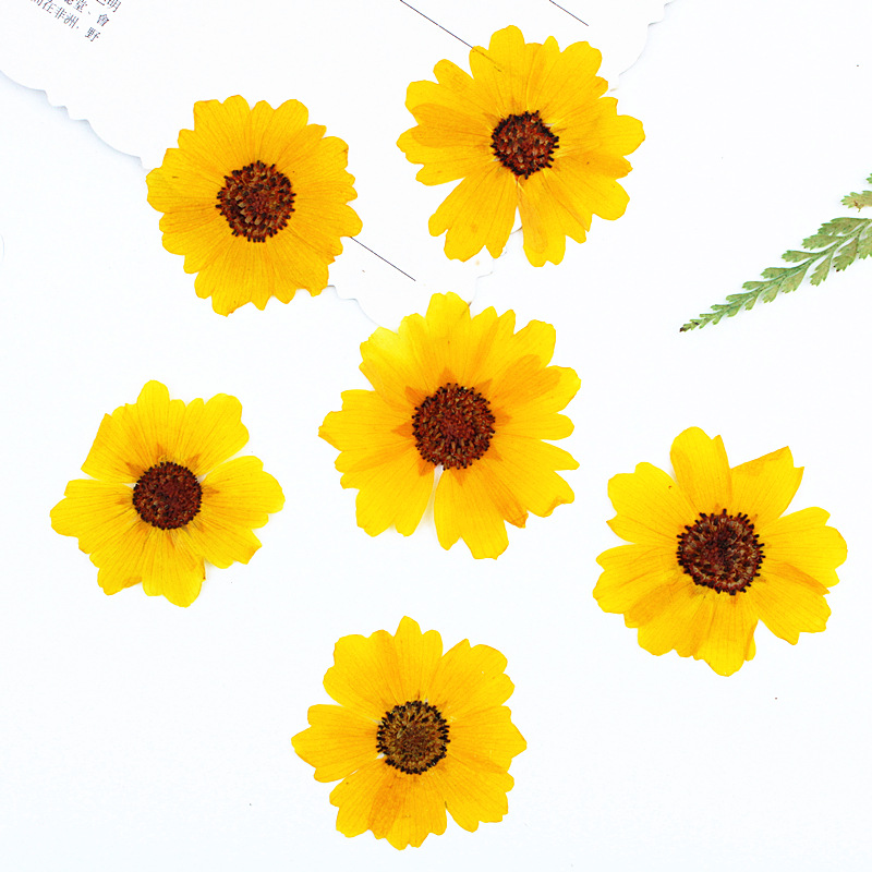 Dried Flower Pressed - 24pcs,Natural Chrysanthemum Real Pressed Flower for
