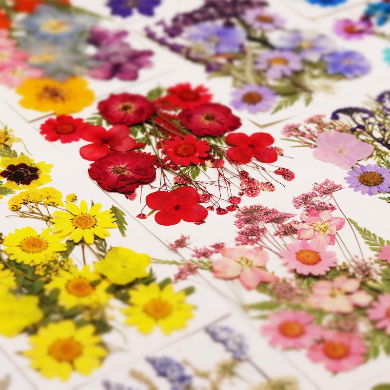 Dried Flower Pressed - Real Natural Pressed Dried Plant Flowers