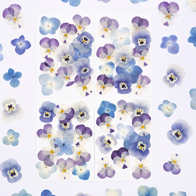 12pcs,Real Viola Cornuta Press - Dried Flower Pressed review and price