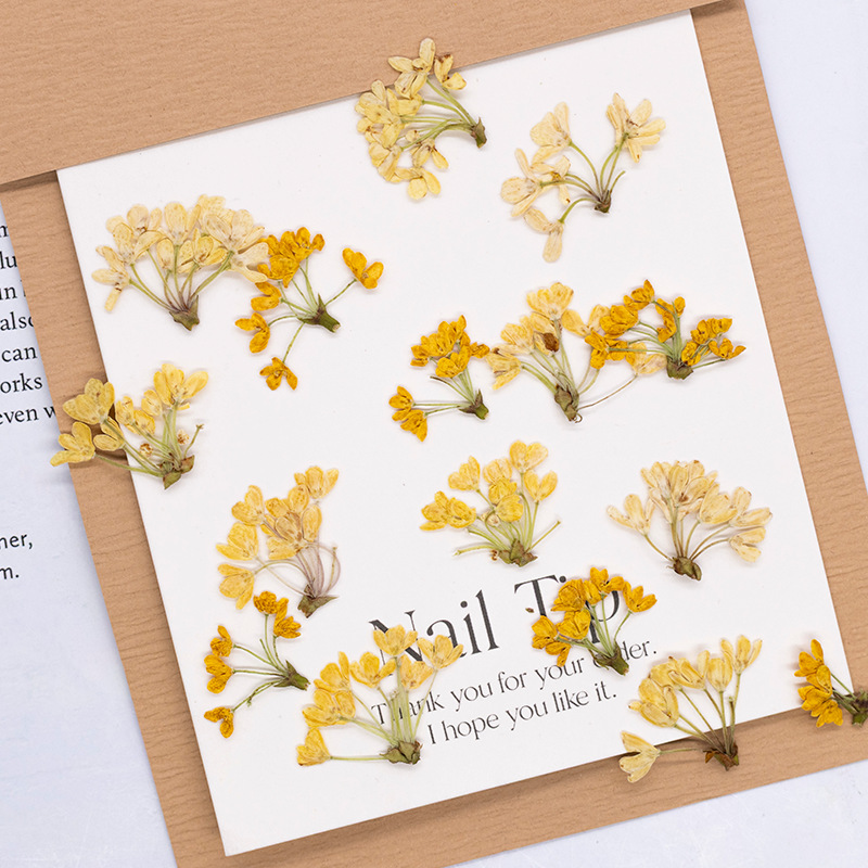 24pcs,Natural Real Pressed Flo - Dried Flower Pressed review and price