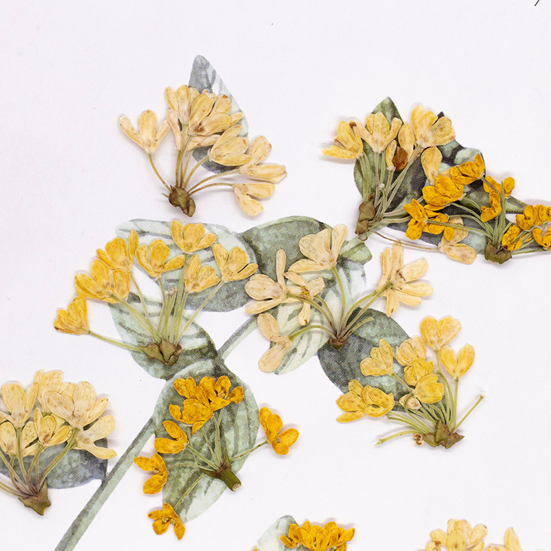 24pcs,Natural Real Pressed Flo - Dried Flower Pressed review and price