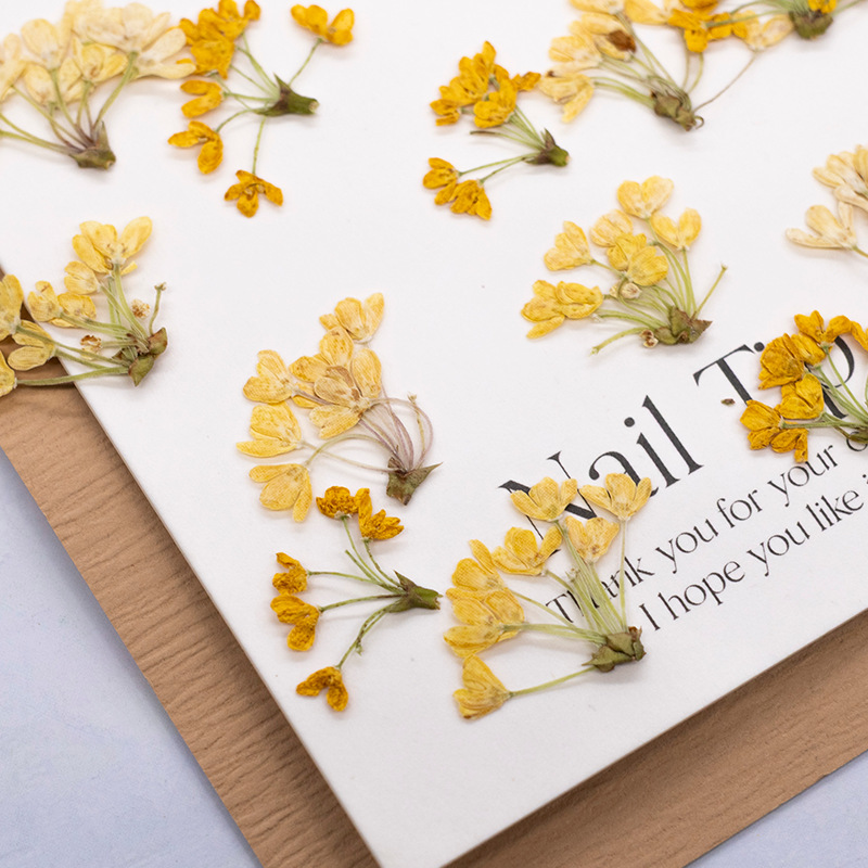 24pcs,Natural Real Pressed Flo - Dried Flower Pressed review and price
