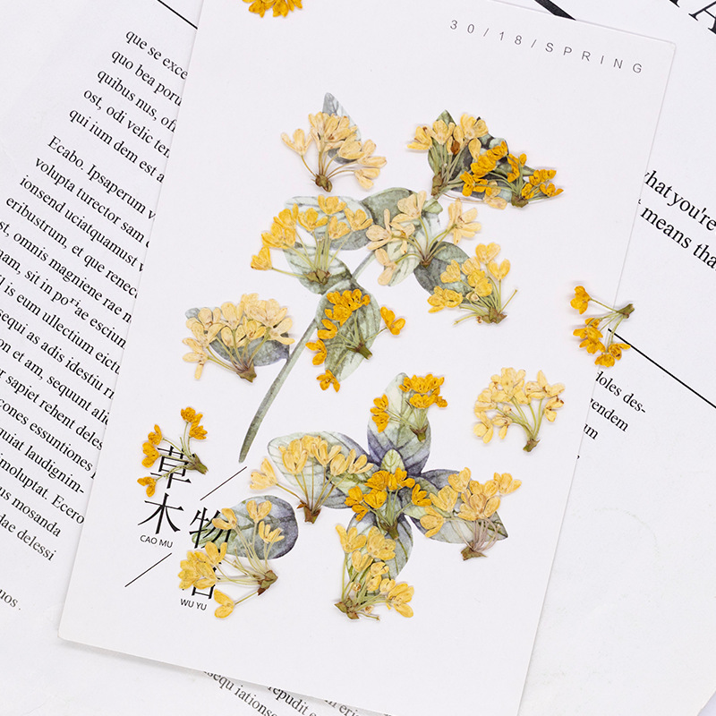 24pcs,Natural Real Pressed Flo - Dried Flower Pressed review and price