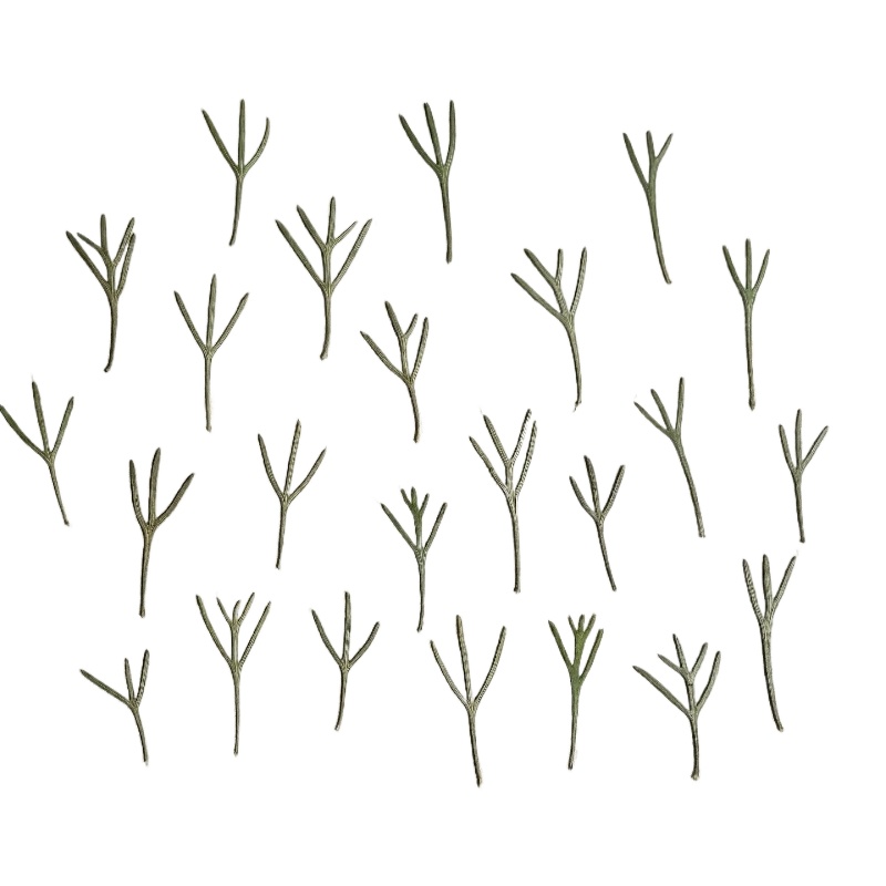 24pcs,Real Pressed Achillea Le - Dried Flower Pressed review and price
