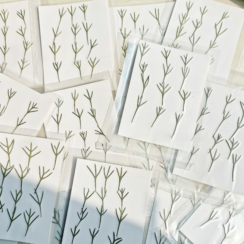 24pcs,Real Pressed Achillea Le - Dried Flower Pressed review and price