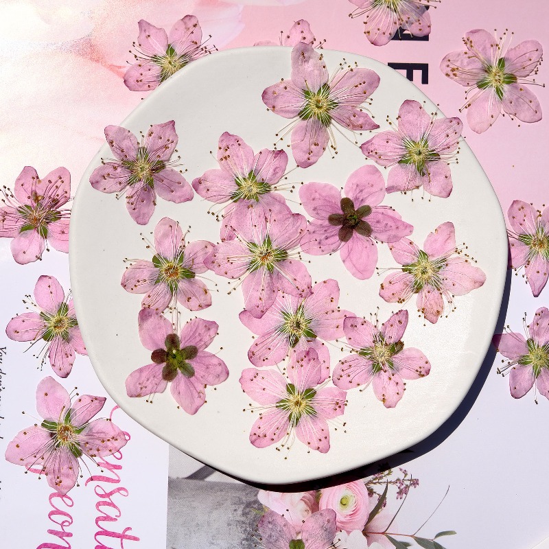 3-4cm./6pcs,Pink Peach Blossom - Dried Flower Pressed review and price