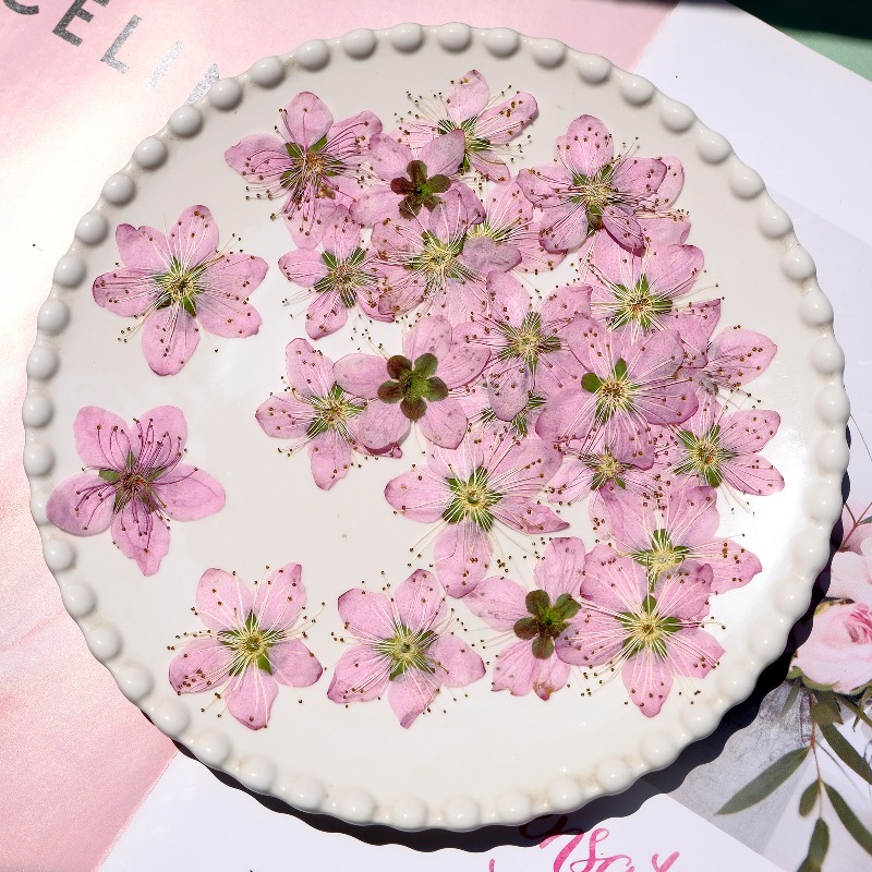 3-4cm./6pcs,Pink Peach Blossom - Dried Flower Pressed review and price