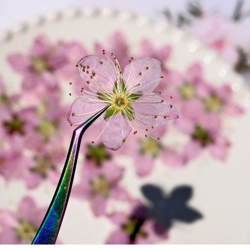 3-4cm./6pcs,Pink Peach Blossom - Dried Flower Pressed review and price