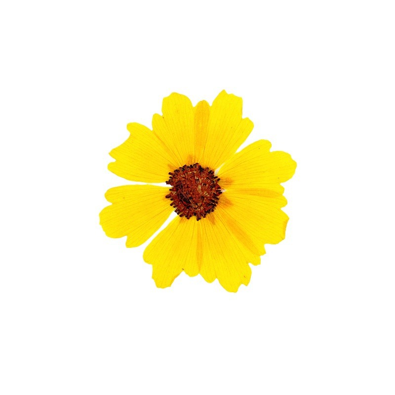 24pcs,Natural Chrysanthemum Re - Dried Flower Pressed review and price