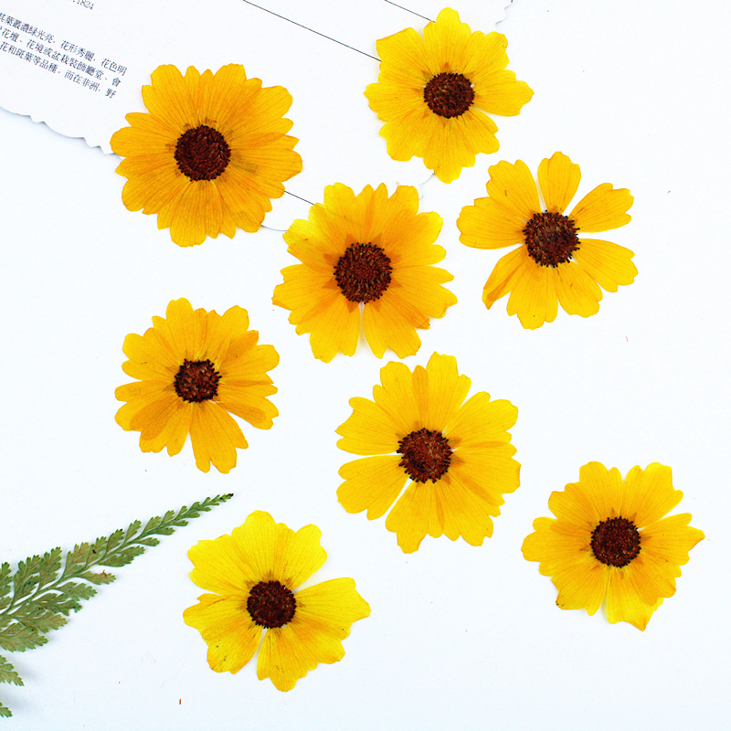 24pcs,Natural Chrysanthemum Re - Dried Flower Pressed review and price