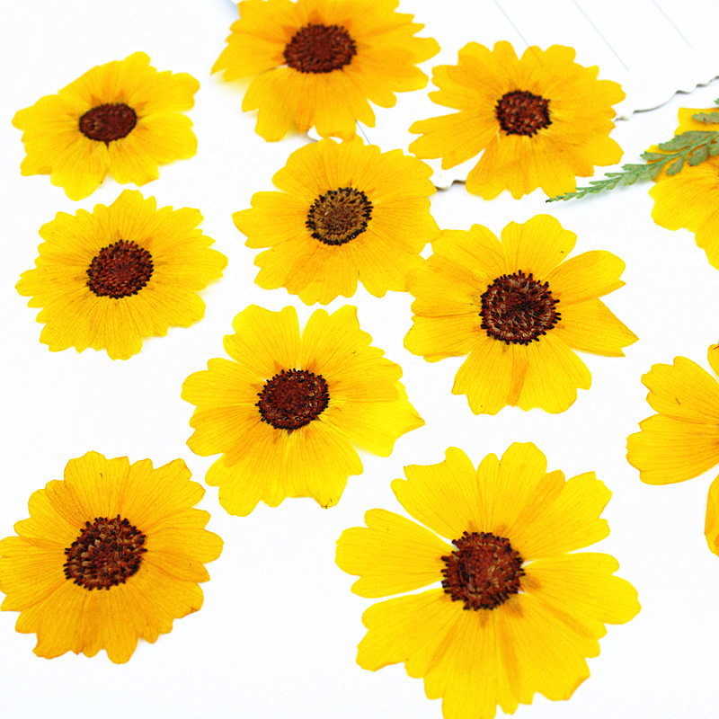 24pcs,Natural Chrysanthemum Re - Dried Flower Pressed review and price
