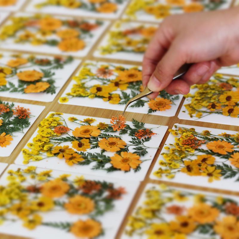 Real Natural Pressed Dried Pla - Dried Flower Pressed review and price