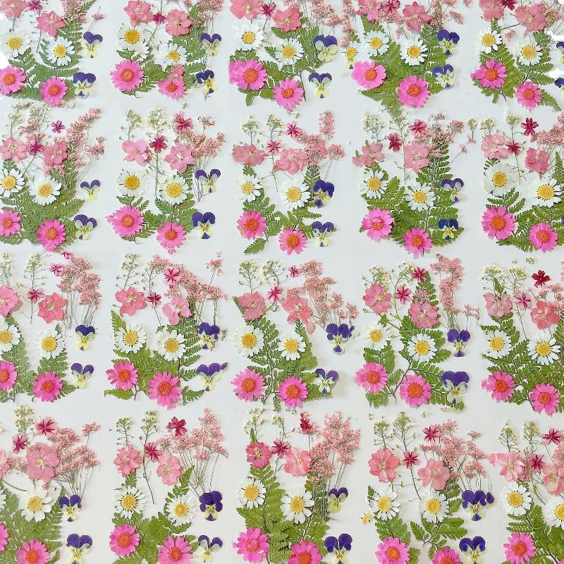 Real Natural Pressed Dried Pla - Dried Flower Pressed review and price