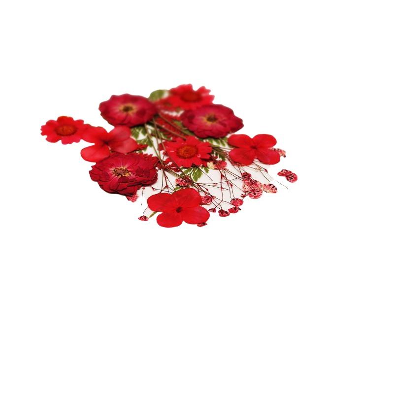 Real Natural Pressed Dried Pla - Dried Flower Pressed review and price
