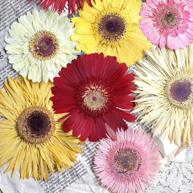 1pcs/7-9cm,Pressed Gerbera Dri - Resin Art Phone Case review and price