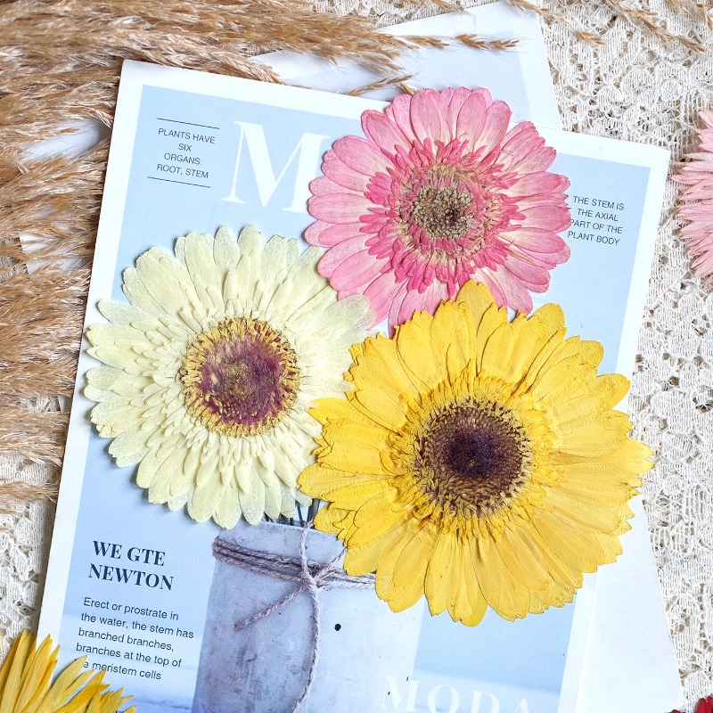 1pcs/7-9cm,Pressed Gerbera Dri - Resin Art Phone Case review and price