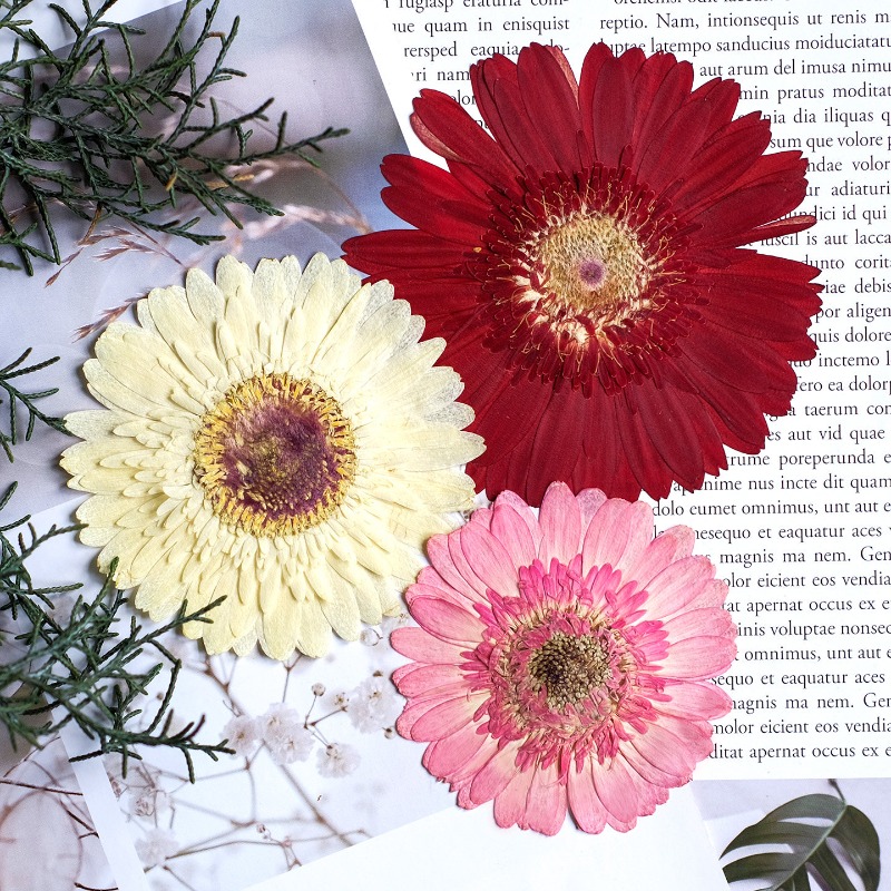 1pcs/7-9cm,Pressed Gerbera Dri - Resin Art Phone Case review and price
