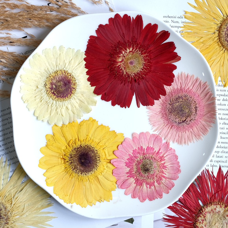 1pcs/7-9cm,Pressed Gerbera Dri - Resin Art Phone Case review and price