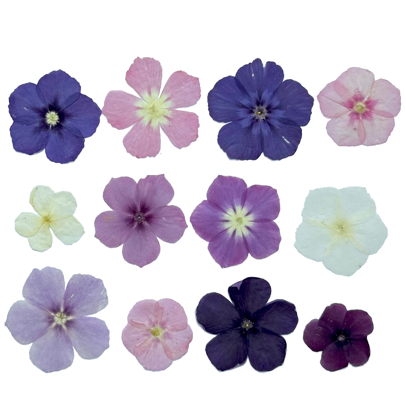12pcs,Semi-Transparent Niche P - Resin Art Phone Case review and price